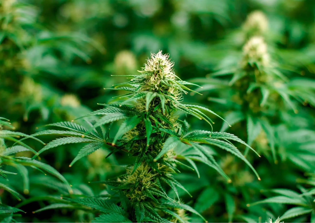 Qu-est-ce-que-le-CBD EASYQUAL CBD SHOP