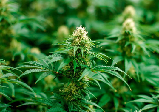 Qu-est-ce-que-le-CBD EASYQUAL CBD SHOP