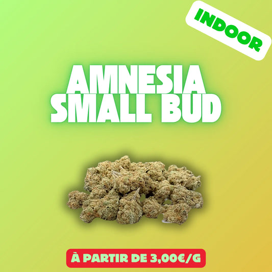 Amnesia mini bud (Indoor) EASYQUAL CBD SHOP