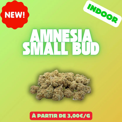 Amnesia mini bud (Indoor) EASYQUAL CBD SHOP