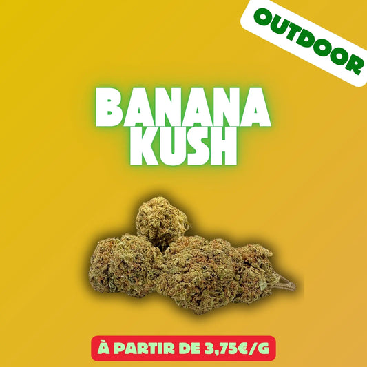 Banana kush (hybrid glasshouse) EASYQUAL CBD SHOP