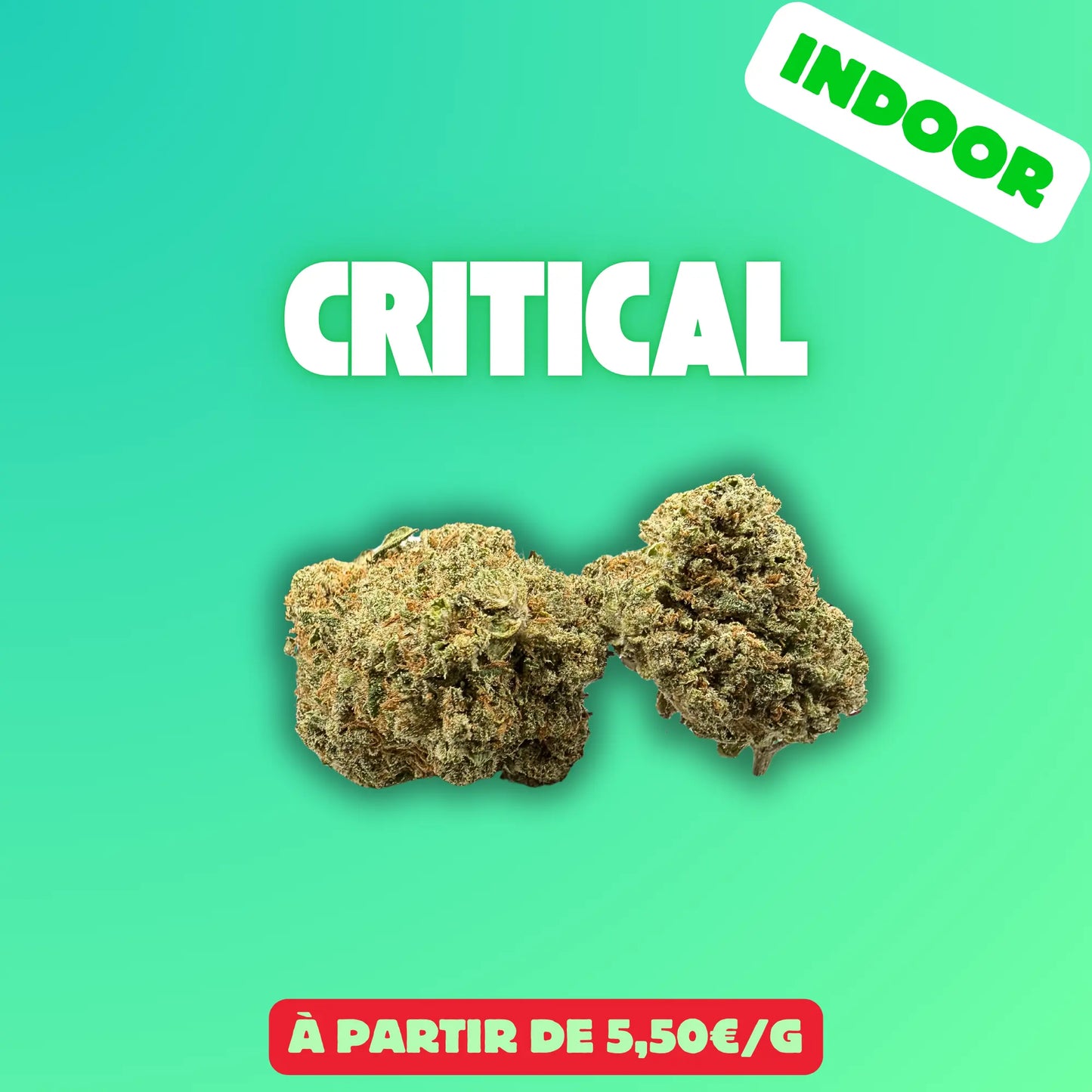 Critical (Indoor) EASYQUAL CBD SHOP