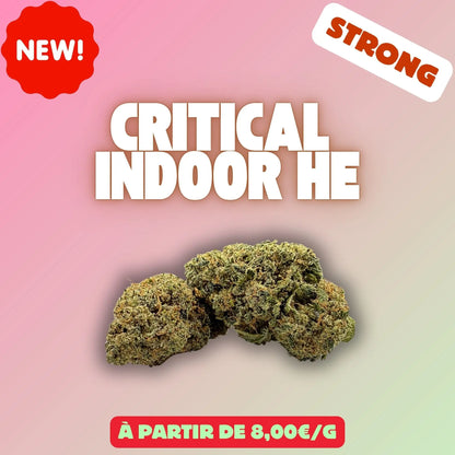 Critical indoor HE – Fleur CBD Premium EASYQUAL CBD SHOP