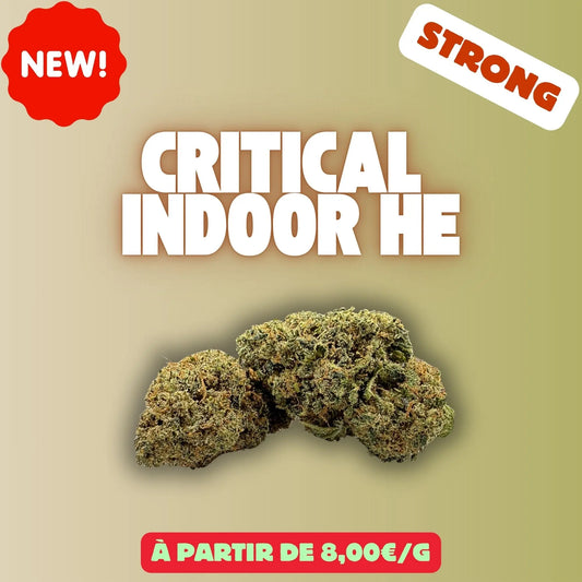 Critical indoor HE – Fleur CBD Premium EASYQUAL CBD SHOP