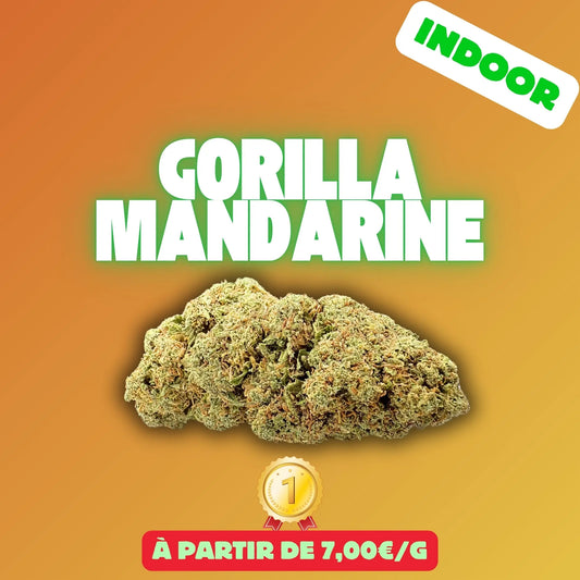 Gorilla Mandarine 2.0 (Indoor Hydro) EASYQUAL CBD SHOP