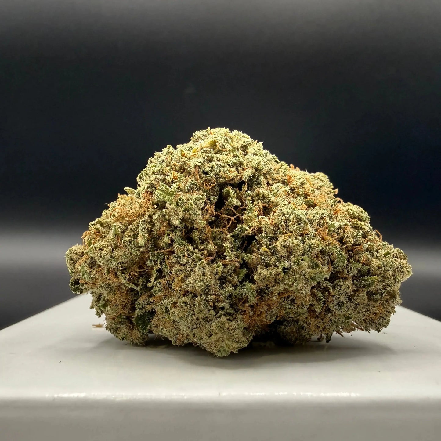 Harlequin (Indoor) EASYQUAL CBD SHOP
