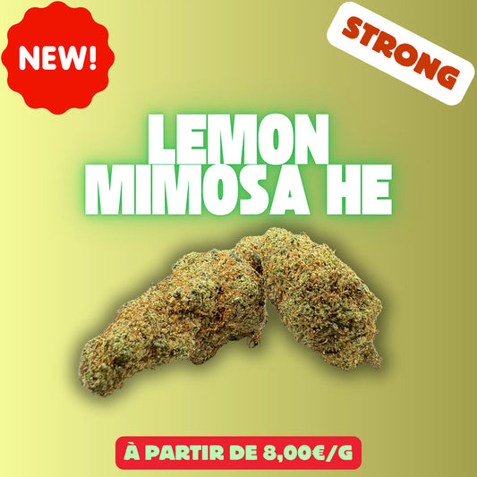 LEMON x Mimosa HE EASYQUAL CBD SHOP