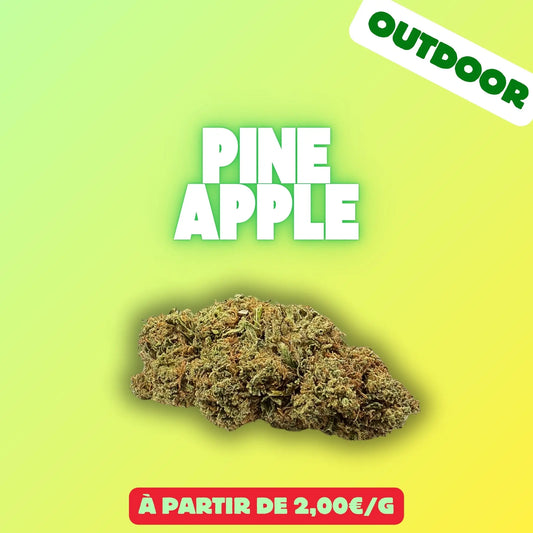Pineapple (Greenhouse) EASYQUAL CBD SHOP