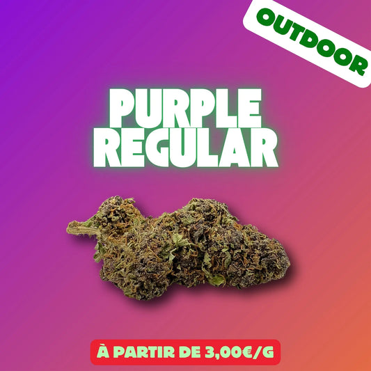Purple regular (Hybrid Glasshouse) EASYQUAL CBD SHOP