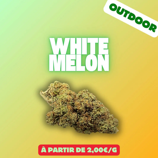 White melon (Greenhouse) EASYQUAL CBD SHOP