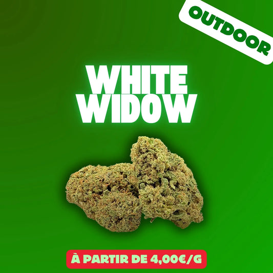 White widow (Hybrid Glasshouse) EASYQUAL CBD SHOP